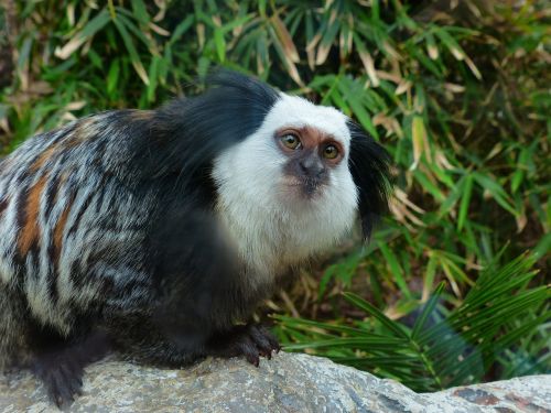 white-headed marmoset monkey äffchen