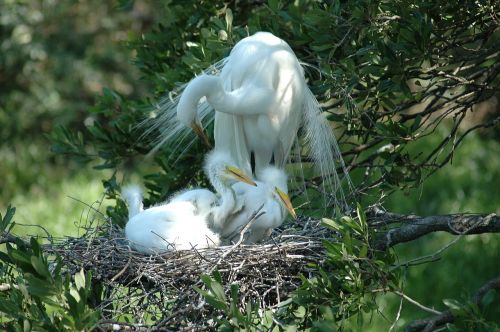 white heron babies nesting