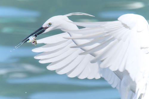 white heron flying fish