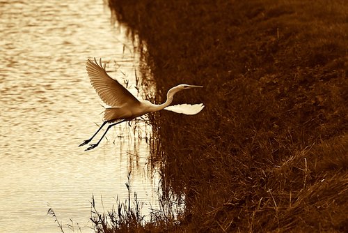 white heron  wading bird  flight