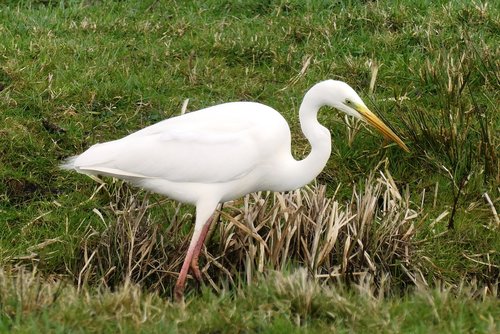 white heron  grass  ditch