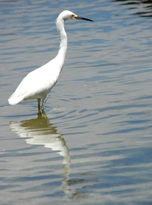 White Heron