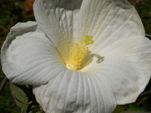 White Hibiscus