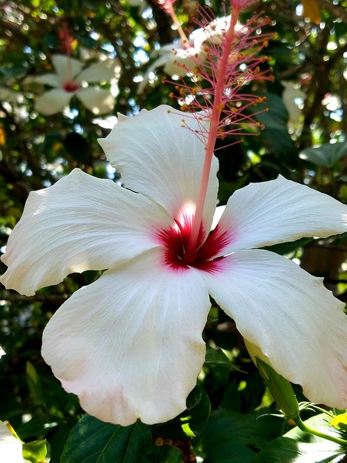 white hibiscus  rosemallow  tropical flower