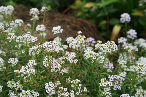 White Honey Flowers