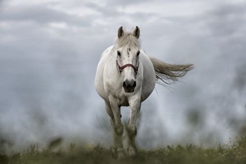 white horse horse horses