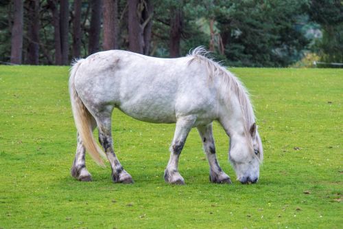 white horse horse grass