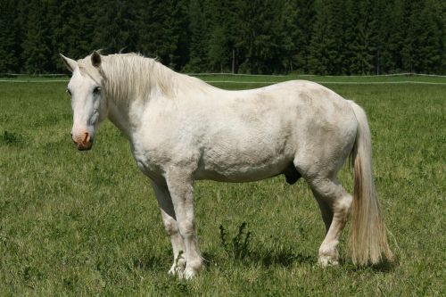 white horse summer horse feed