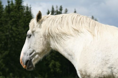 white horse horse head summer