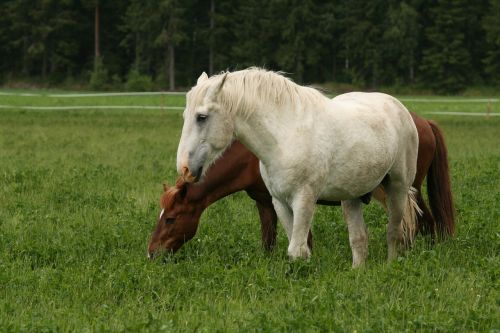 white horse brown horse summer