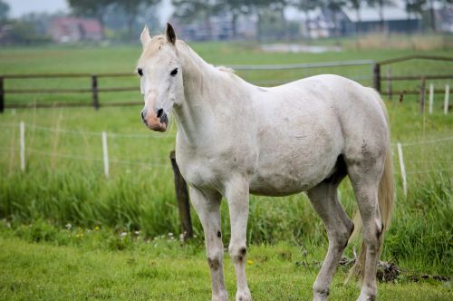 White Horse