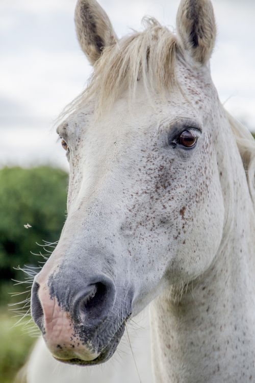 white horse irish horse horse