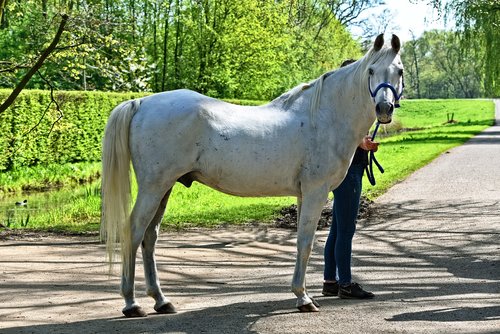 white horse  horse  equine