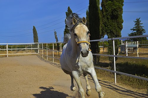 white horse  horse trotting  horse