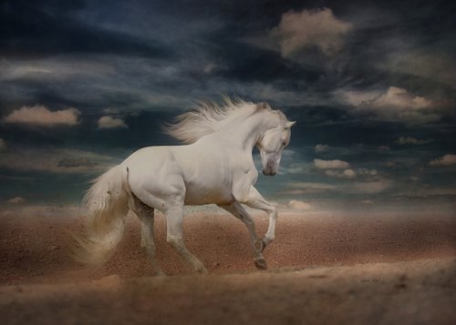 white horse  running  gallop