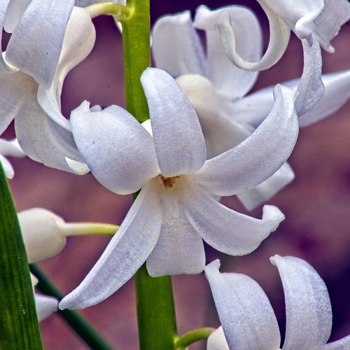 white hyacinth in arkansas  blossom  spring
