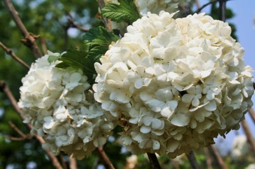 White Hydrangea