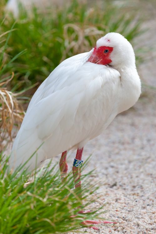 White Ibis