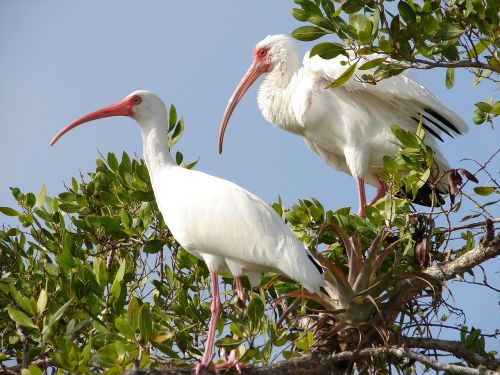white ibis birds perched