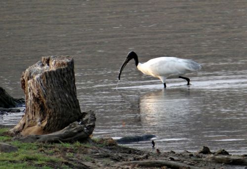 white ibis ibis bird