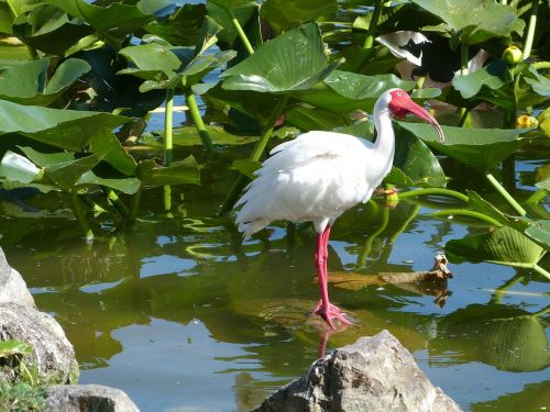 white ibis birdwatching wildlife
