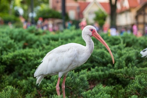 white ibis  florida  bird