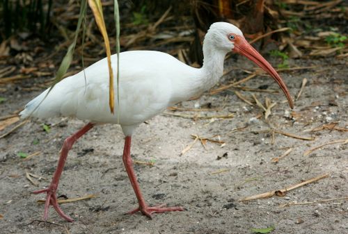 white ibis threskiornithidae pelecaniformes