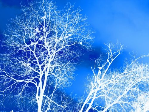 White Inverted Trees Background