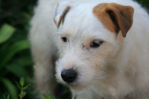 white jack russell dog terrier dog