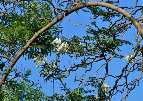 White Jacaranda Flowers