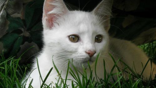 white kitten feline cat