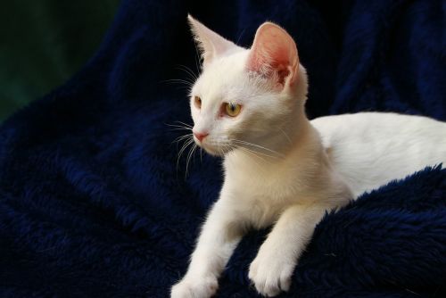 white kitten blue blanket feline