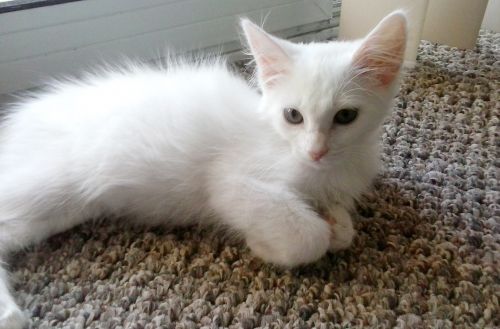 White Kitten