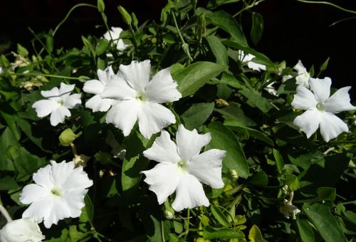 white lady flower white