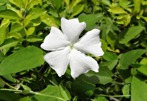 white lady flower white