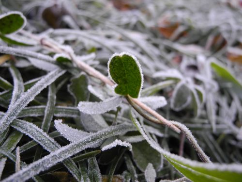 White Leaf