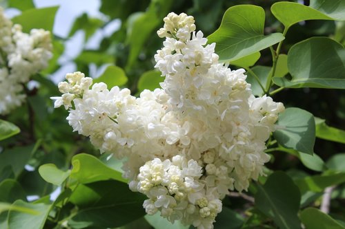 white lilac  bloom  spring