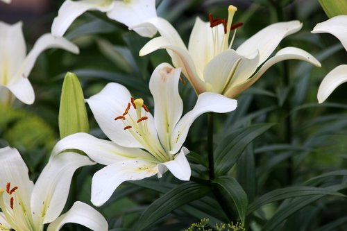 white lilies  flower  nature