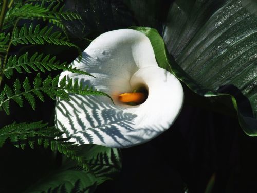 white lily flower fern