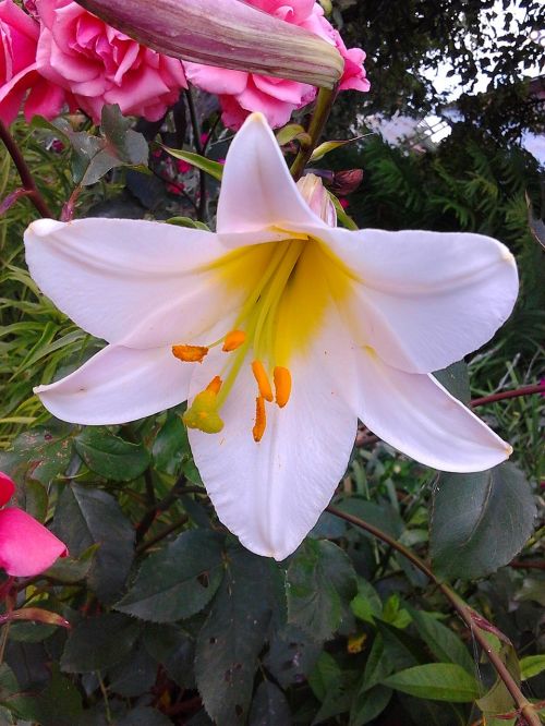 white lily flowers beautiful