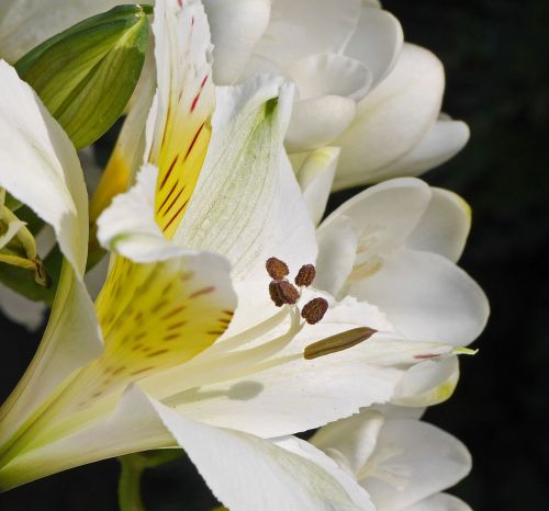 white lily flamed macro