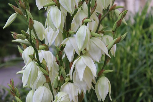 white lily  lily  flower