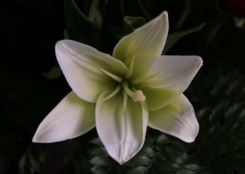 white lily floral plant
