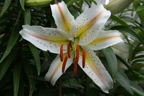 White Lily Flower