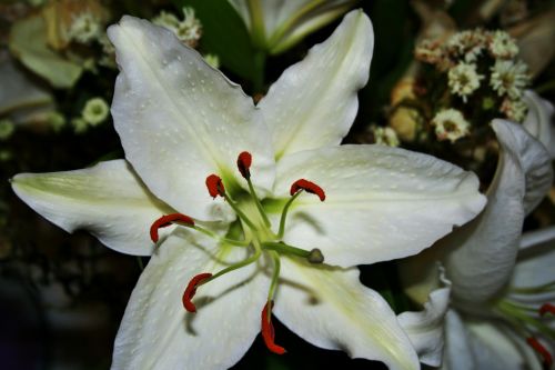 White Lily Flowering
