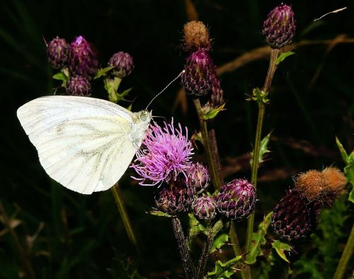 white ling butterfly thistles