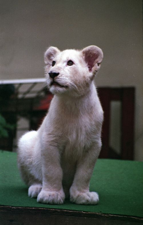 white lion cub lion