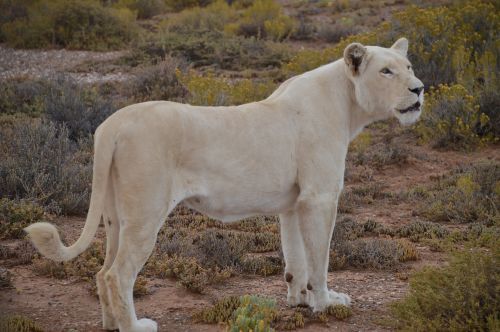 white-lion lion walking-safari