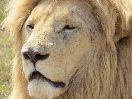 white lion south africa lion