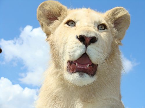 white lion male dangerous